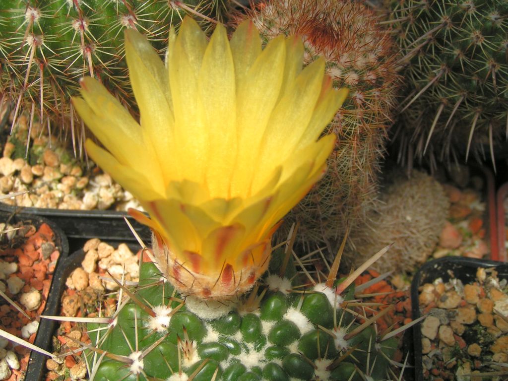 Notocactus mammulosus v. arapayensis